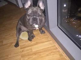 4 Paw Members, PLEASE VOTE for your favorite Turkey Legs!