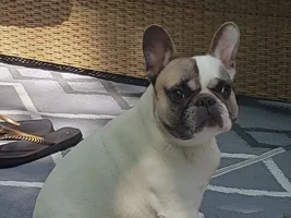 New member - deaf puppy