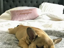 The many sleeping positions of my Hugo monster