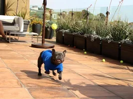 Stella has the moves!