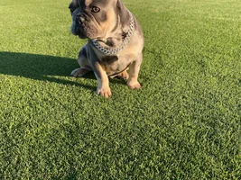 Hello fellow Frenchies!