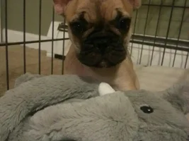 May 2014 ~ Frenchie of the Month Contest ~ENTER HERE~