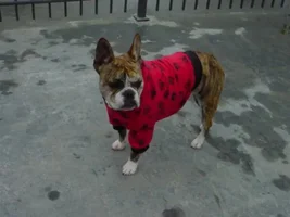 Let's see frenchies in sweaters :)