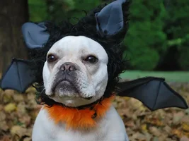 More costumes