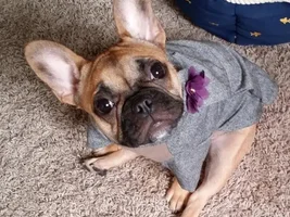~ENTER HERE~ March Frenchie of the Month ~ Frenchie Faces