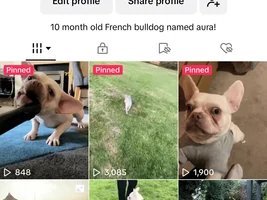 Aura the frenchie