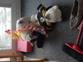New member - deaf puppy