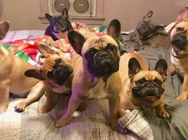 4 PAW MEMBERS!!! Please VOTE for your favorite Frenchie FACES!