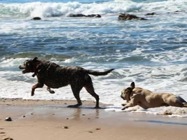 Making friends at the beach