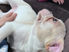 New owner frenchie or mix