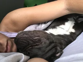 Does your Frenchie sleep in bed or a crate?