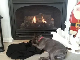 All cozy in front of the fire