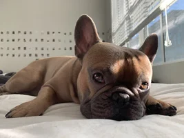ADVICE NEEDED - Back Leg Issues