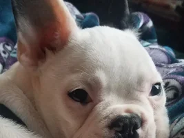 ~ENTER HERE~ March Frenchie of the Month Contest "FRENCHIE FACES"