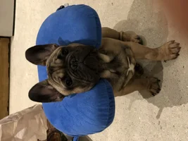 ENTER HERE!!!  JANUARY 2021 Frenchie of the Month "FRENCHIE-TUDE"