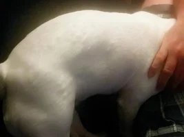 Bumps on  Stella's body