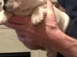 Bye bye from the pups