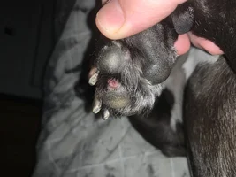 Scabs in ear