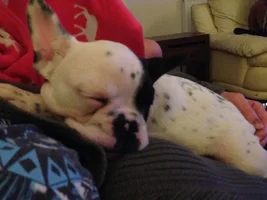 Winston & Hugo