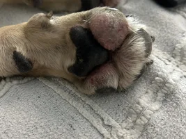 Paw pad issue!