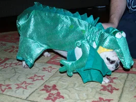 4 PAW MEMBERS!!!  Please VOTE for your favorite TOOF and FANG Frenchies!