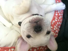 New Puppy... Ears?
