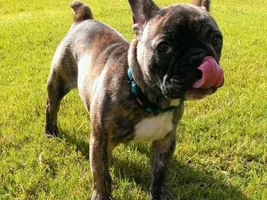 VOTE for September 2013 Frenchie of the Month!