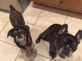 ~Ray & Bambi~French Bulldog & Bonded Pal Available for Adoption in Texas