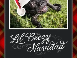 Did your Frenchie make it onto your holiday card this year?