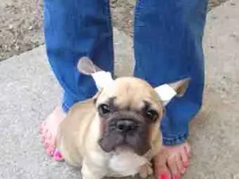 French Bulldog vs. English Bulldog