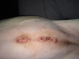 I got my 8 month old frenchie neutered yesterday...