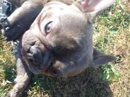 New Frenchie owner