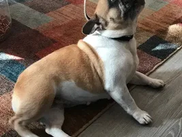 ~Jubilee~French Bulldog Available for Adoption in Ohio