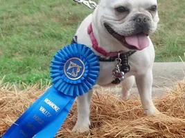 Bulldog race!!!