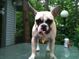 4 Paw Members VOTE! August Frenchie of the Month