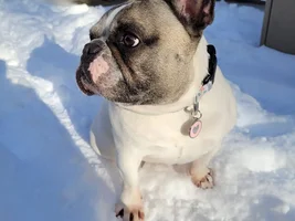 Freezing Frenchie!