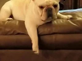 Silly Frenchies