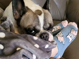 ~ENTER HERE~ January 2022 Frenchie of the Month "Frenchie-Tude"