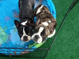 4 Paw Members, Please vote for April Frenchie of the Month!