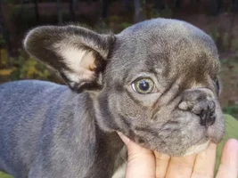 Hi! Bleu is in the house!
