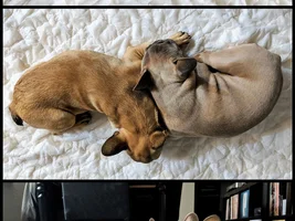 Lovebirds! Let's See Those Frenchie "Couples"
