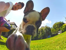 September 2014 Frenchie of the Month Contest ~ENTER HERE~
