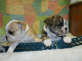 Deposit Placed - now questioning if it's full bred