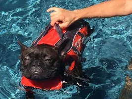 Does your Frenchie like water?