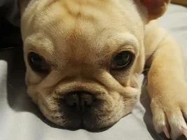 VOTE NOW!!  March Frenchie Faces!!!