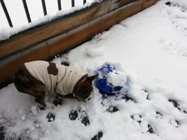 This Ball Doesn't Roll Very Good In Wet Snow!