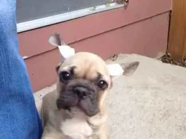 bumpy knoggin?
