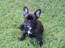 October 2014 Frenchie of the Month Contest ~ENTER HERE~