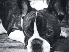 January 2015 Frenchie of the Month Contest
