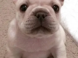 Let's post some puppy pictures!!